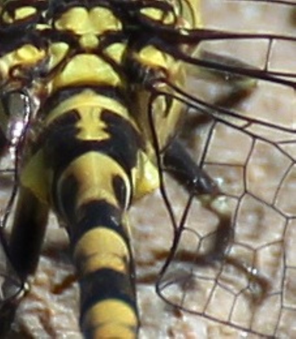 Onychogomphus forcipatus unguiculatus